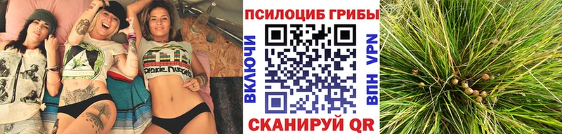 площадка формула  Невинномысск  Галлюциногенные грибы Cubensis 